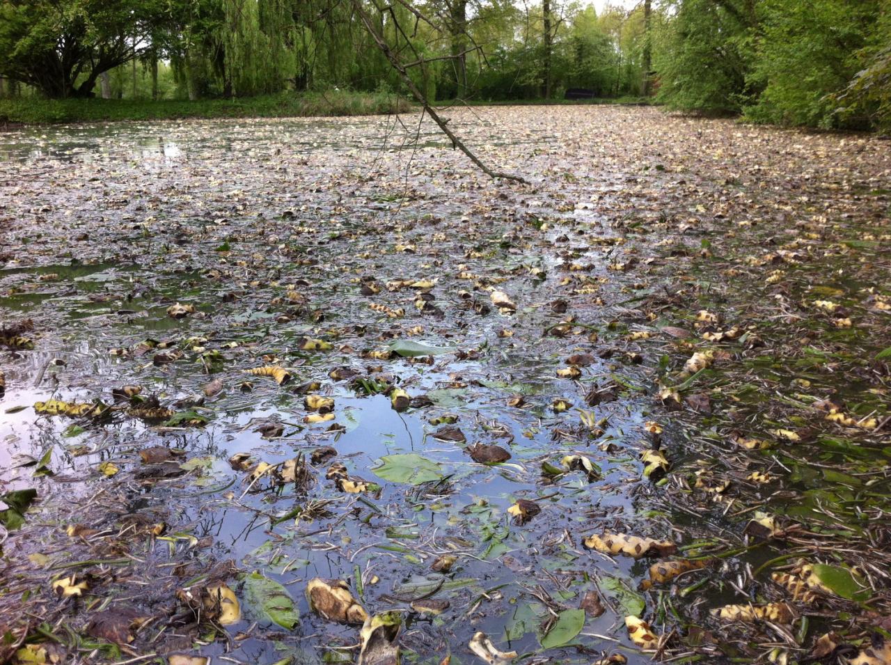 Coupe de nénuphars - Edivert