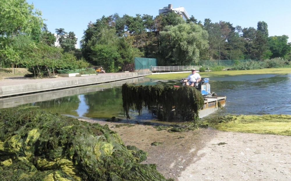 SE DEBARASSER DES ALGUES FILAMENTEUSES SUR MON ETANG