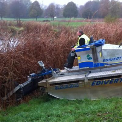 Coupe de roseaux edivert