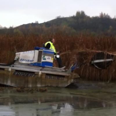 Coupe de roseaux edivert