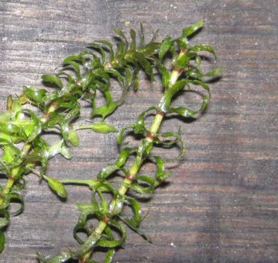 elodea-nuttallii.jpg