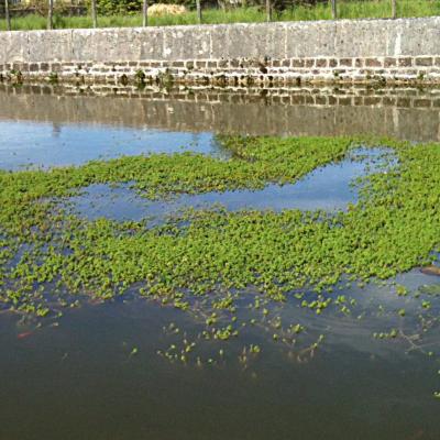 Myriophylle du bresil edivert