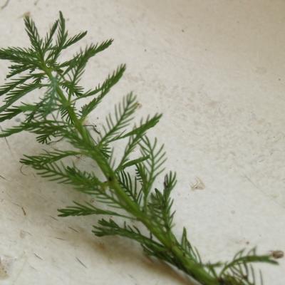 Myriophylle du bresil edivert