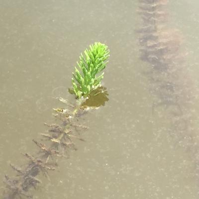 Myriophylle du bresil edivert